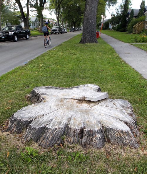 BORIS MINKEVICH / WINNIPEG FREE PRESS General photos of tree stumps on Ingersoll Street near Ellice Avenue. Sinclair story. August 24, 2016