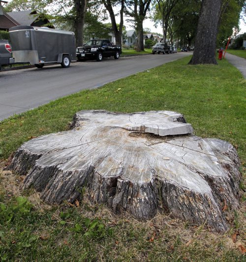 BORIS MINKEVICH / WINNIPEG FREE PRESS General photos of tree stumps on Ingersoll Street near Ellice Avenue. Sinclair story. August 24, 2016