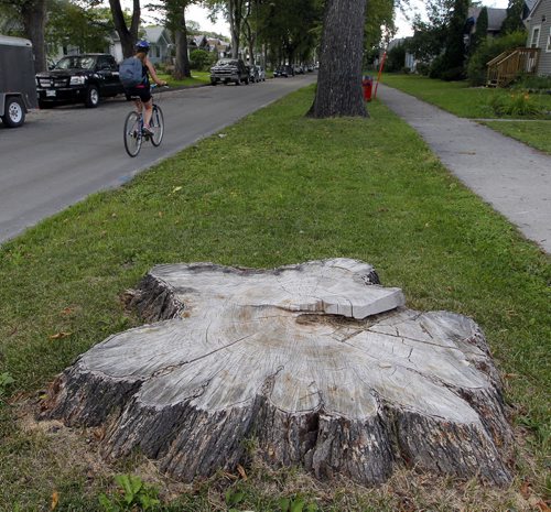 BORIS MINKEVICH / WINNIPEG FREE PRESS General photos of tree stumps on Ingersoll Street near Ellice Avenue. Sinclair story. August 24, 2016