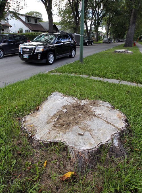 BORIS MINKEVICH / WINNIPEG FREE PRESS General photos of tree stumps on Ingersoll Street near Ellice Avenue. Sinclair story. August 24, 2016