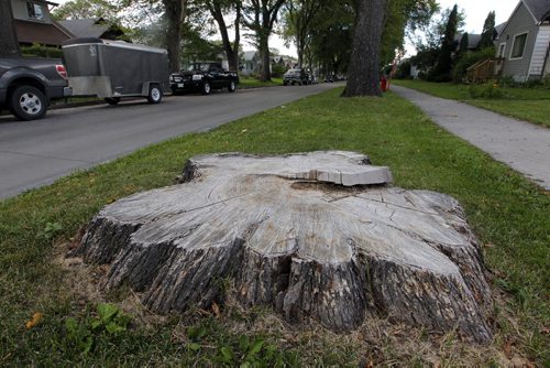 BORIS MINKEVICH / WINNIPEG FREE PRESS General photos of tree stumps on Ingersoll Street near Ellice Avenue. Sinclair story. August 24, 2016