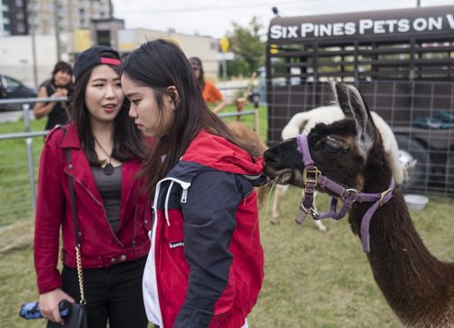 ZACHARY PRONG / WINNIPEG FREE PRESS  A lama nibbles on Christine Ha's jacket at the 8th Annual Chinatown Street Festival on August 27, 2016. Hundreds of Winnipegers were there to enjoy live music, dancing, food and activities for children.