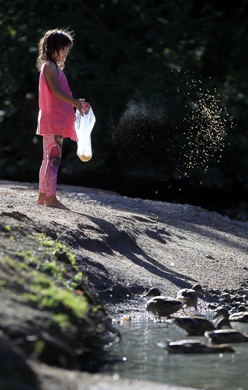 PHIL HOSSACK / WINNIPEG FREE PRESS - Rimmed in the late afternoon light, six year old Memphis Ballantyne broadcasts crushed corn to the mallards and blue winged teal waiting in the creek behind  Kildonan Park's  Witches Hut Monday afternoon. Memphis is from Grand Rapids North and is in the city visiting an Auntie. Stand-Up August 29, 2016