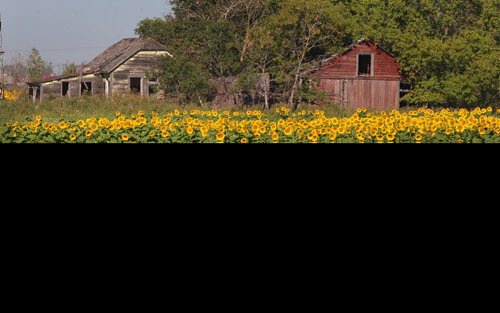 JOE BRYKSA / WINNIPEG FREE PRESS Sunflowers in the municipality of Springfield Tuesday morning- Aug 30, 2016 -(  Standup photo)