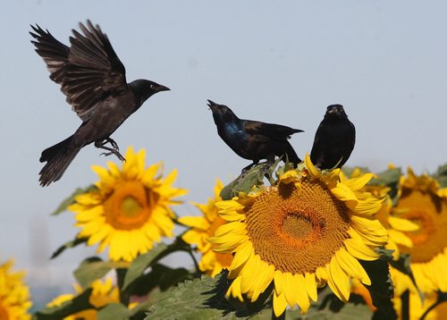JOE BRYKSA / WINNIPEG FREE PRESS Birds land on sunflowers in the municipality of Springfield Tuesday morning- Aug 30, 2016 -(  Standup photo)