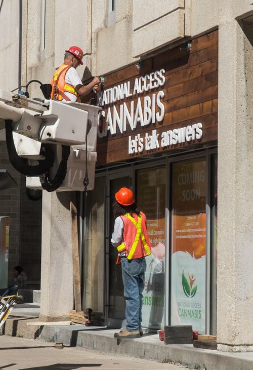 MIKE DEAL / WINNIPEG FREE PRESS A new sign is installed at the National Access Cannabis office at 379 Broadway Ave which will be opening soon. The organization helps people obtain and file the required legal documents to possess medicinal cannabis. 20160830 - Tuesday August 30, 2016