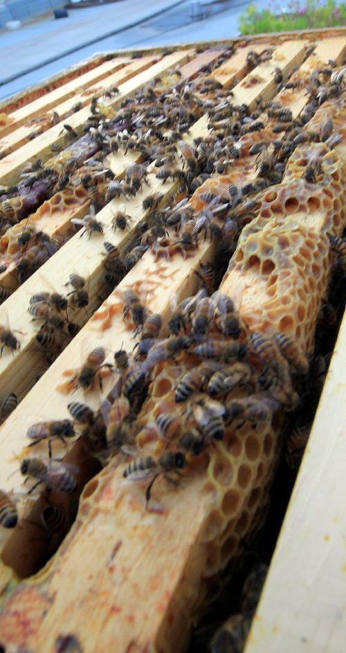 PHIL HOSSACK / WINNIPEG FREE PRESS -   Honeybees crawl over the brood comb of their opened hive on the top of the Fairmont Hotel Tuesday evening. See Wendy King's story.  September 13, 2016