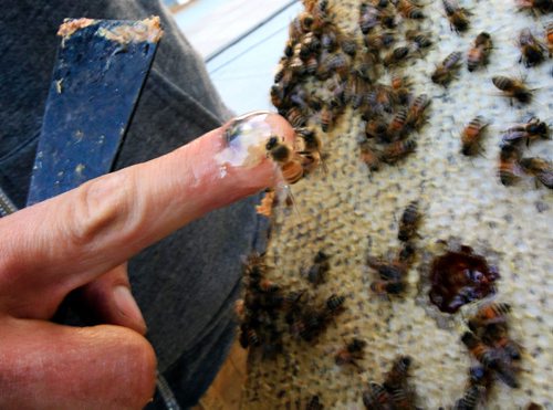 PHIL HOSSACK / WINNIPEG FREE PRESS -   Chris Kirouac of the Bee Project (right) dips a finger into the honeycomb and comes up dripping honey and bees as he preps a pair of beehives for removal off the top of the Fairmont Hotel Tuesday evening. See Wendy King's story.  September 13, 2016