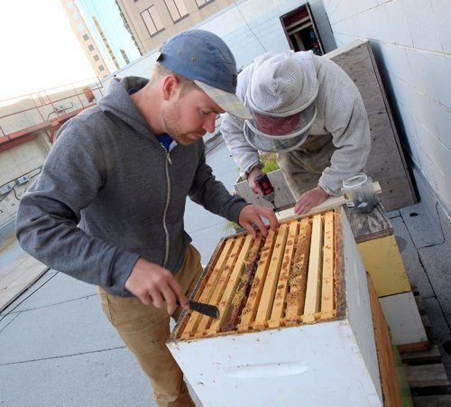 PHIL HOSSACK / WINNIPEG FREE PRESS -   Chris Kirouac of the Bee Project (left) and his cousin Max Kerouac prep a pair of beehives for removal off the top of the Fairmont Hotel Tuesday evening. See Wendy King's story.  September 13, 2016