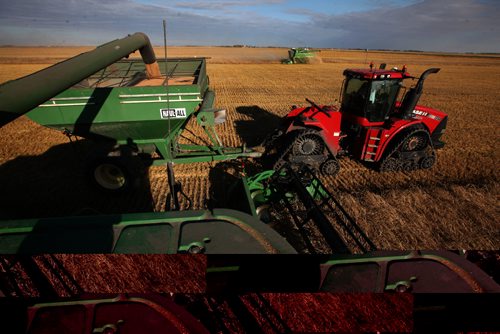 RUTH BONNEVILLE / WINNIPEG FREE PRESS

49.9 Feature harvesting story.

Kaylie Anderson (right, red) drives the wheat cart alongside the combine that her sister Kara is driving.  This allows the combine to not waste time stopping to empty the wheat during harvest season. Both sisters, as well as their 3 siblings, do whatever it takes to help their familiy during harvest. See Ruth Bonneville's story. 

The Anderson family work together to combine one of their fields of wheat that has been in their family for 6 generations on a warm autumn evening Wednesday.


September 14, 2016
