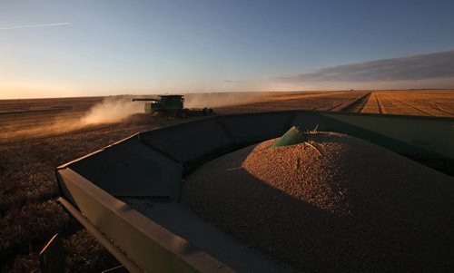 RUTH BONNEVILLE / WINNIPEG FREE PRESS

49.9 Feature harvesting story by Ruth Bonneville. 

View from the roof of one combine with a full bin of wheat just taken off the field with a second combine working on same field to the left.  When the weather is good farms will run as many comibines as they can at once just to get the crops in before weather turns.  

Photo's taken on the Anderson family farm where they work together to combine one of their fields of wheat that has been in their family for 6 generations on a warm autumn evening Wednesday.

September 14, 2016