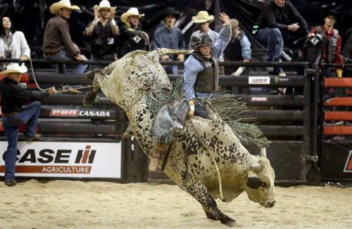 TREVOR HAGAN / WINNIPEG FREE PRESS
Gatling Aebischer, riding Big Tymer, during the PBR bull riding stop, Saturday, September 17, 2016.