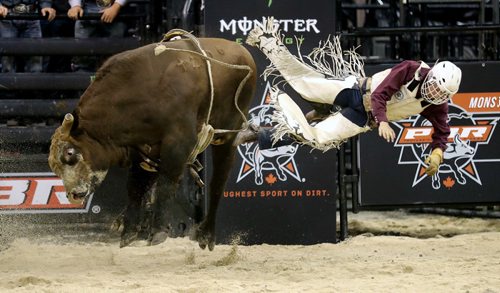 TREVOR HAGAN / WINNIPEG FREE PRESS
Cole Young, riding Hollow Point, during the PBR bull riding stop, Saturday, September 17, 2016.