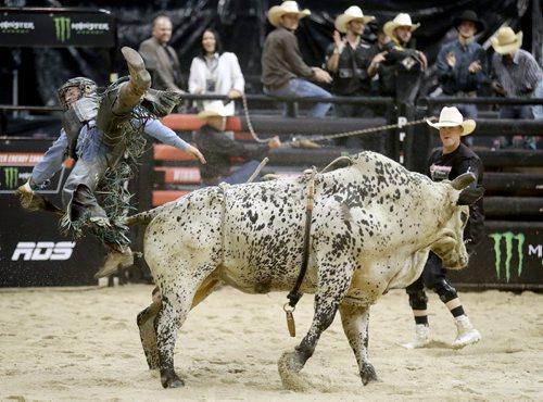 TREVOR HAGAN / WINNIPEG FREE PRESS
Gatling Aebischer, riding Big Tymer, during the PBR bull riding stop, Saturday, September 17, 2016.