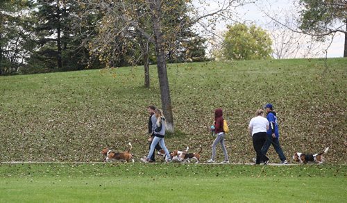 MIKE DEAL / WINNIPEG FREE PRESS

Dozens showed up to take part in the annual Manitoba Basset Hound Walk at Kilcona Park Sunday afternoon. 

160918
Sunday, September 18, 2016