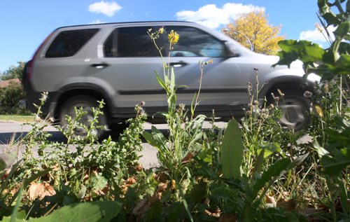 JOE BRYKSA / WINNIPEG FREE PRESSCar drives past weeds on Sheppard St -Sept 19, 2016 -(See Aldo Santin  Story)