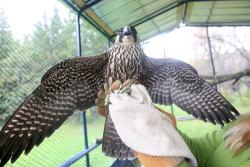 JOE BRYKSA / WINNIPEG FREE PRESSA injured Peregrine Falcon at the Prairie Wildlife Rehabilitation Centre. It is set to be released this Saturday in Winnipeg -Sept 21, 2016 -(See Kevin Rollason story)