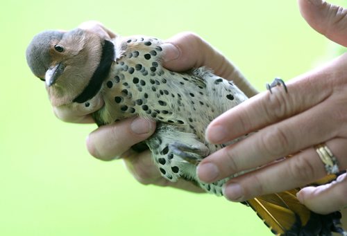 JOE BRYKSA / WINNIPEG FREE PRESS A Northern Flicker female woodpecker at thePrairie Wildlife Rehabilitation Centre. -Sept 21, 2016 -(See Kevin Rollason story)