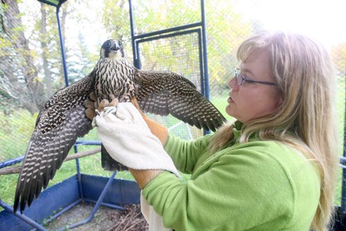 JOE BRYKSA / WINNIPEG FREE PRESS Lisa Tretiak with an injured Peregrine Falcon at the Prairie Wildlife Rehabilitation Centre. It is set to be released this Saturday in Winnipeg -Sept 21, 2016 -(See Kevin Rollason story)
