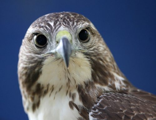 JOE BRYKSA / WINNIPEG FREE PRESS A  injured Red Tailed Hawk at the Prairie Wildlife Rehabilitation Centre. -Sept 21, 2016 -(See Kevin Rollason story)