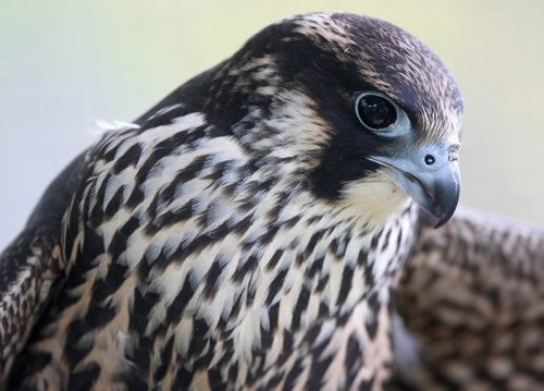 JOE BRYKSA / WINNIPEG FREE PRESS A injured Peregrine Falcon at the Prairie Wildlife Rehabilitation Centre. It is set to be released this Saturday in Winnipeg -Sept 21, 2016 -(See Kevin Rollason story)