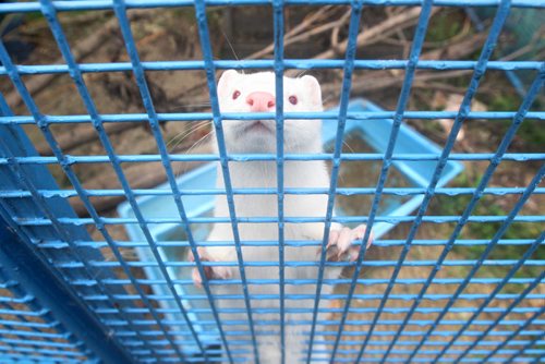 JOE BRYKSA / WINNIPEG FREE PRESS A Fur farm mink at the Prairie Wildlife Rehabilitation Centre. It is set to be released this Saturday in Winnipeg -Sept 21, 2016 -(See Kevin Rollason story)