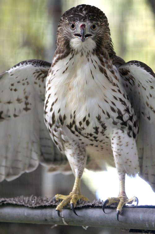 JOE BRYKSA / WINNIPEG FREE PRESS A  injured Red Tailed Hawk at the Prairie Wildlife Rehabilitation Centre. -Sept 21, 2016 -(See Kevin Rollason story)