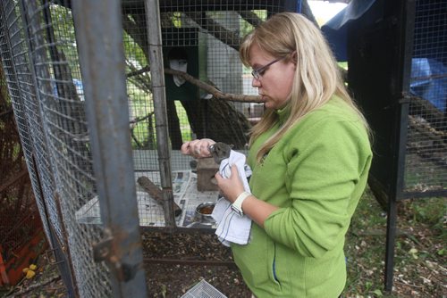 JOE BRYKSA / WINNIPEG FREE PRESS A  baby Grey Squirrel  is fed formula by Lisa Tretiak Prairie Wildlife Rehabilitation Centre. It is set to be released this Saturday in Winnipeg -Sept 21, 2016 -(See Kevin Rollason story)