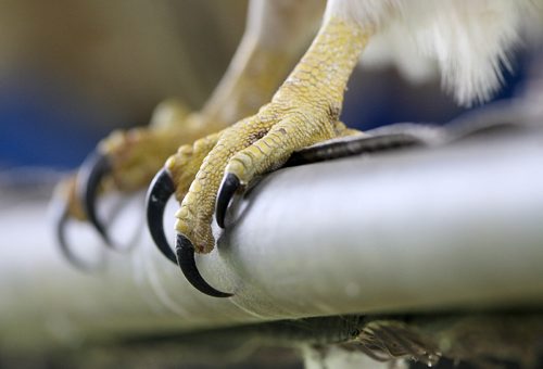 JOE BRYKSA / WINNIPEG FREE PRESS A Red Tailed Hawks talons at the Prairie Wildlife Rehabilitation Centre. -Sept 21, 2016 -(See Kevin Rollason story)