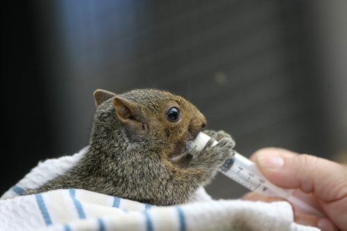 JOE BRYKSA / WINNIPEG FREE PRESS A  baby Grey Squirrel  is fed formula Prairie Wildlife Rehabilitation Centre. It is set to be released this Saturday in Winnipeg -Sept 21, 2016 -(See Kevin Rollason story)