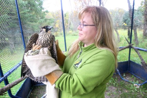 JOE BRYKSA / WINNIPEG FREE PRESS Lisa Tretiak with an injured Peregrine Falcon at the Prairie Wildlife Rehabilitation Centre. It is set to be released this Saturday in Winnipeg -Sept 21, 2016 -(See Kevin Rollason story)