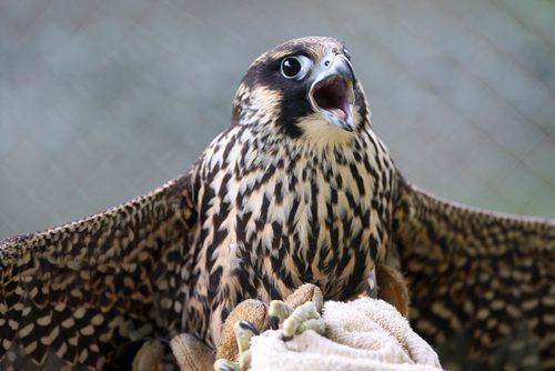 JOE BRYKSA / WINNIPEG FREE PRESSA injured Peregrine Falcon at the Prairie Wildlife Rehabilitation Centre. It is set to be released this Saturday in Winnipeg -Sept 21, 2016 -(See Kevin Rollason story)