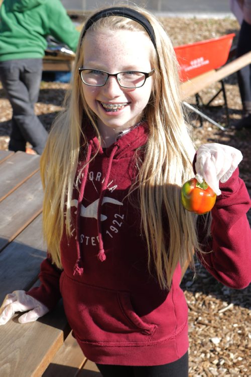 Canstar Community News East Selkirk Middle School student Julia holds a tomato she harvested at Winnipeg Harvests garden on Sept. 14, 2016. (Ligia Braidotti/Canstar Community News)