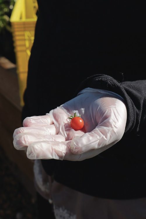 Canstar Community News A student hold a tiny tomato she harvested at Winnipeg Harvest garden on Sept. 14, 2016. (Ligia Braidotti/Canstar Community News)