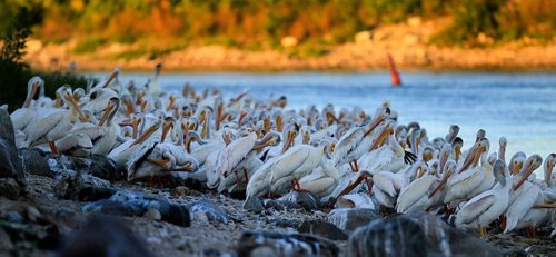 PHIL HOSSACK / WINNIPEG FREE PRESS - FISHERS - A community of hundreds of White Pelicans on the Red River near the Lockport Dam and locks.   September 20, 2016