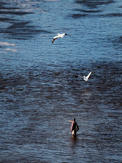 PHIL HOSSACK / WINNIPEG FREE PRESS - FISHERS - A fly fisher wathces pelicans fly past on the Red River near the Lockport Dam and locks.   September 20, 2016