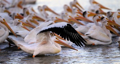 PHIL HOSSACK / WINNIPEG FREE PRESS - FISHERS - A WHite Pelican prepares to take off on the Red River near the Lockport Dam and locks.   September 20, 2016
