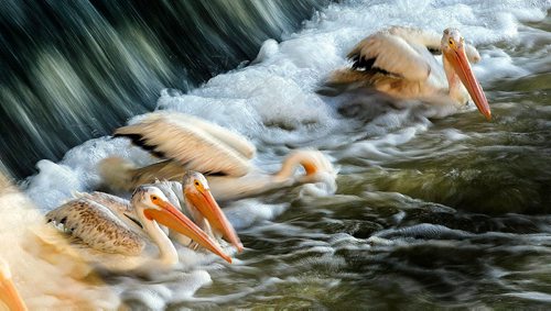 PHIL HOSSACK / WINNIPEG FREE PRESS - FISHERS - White Pelicans monopolize the spillway where their human counterpart's aren't allowed to fish on the Red River's Lockport Dam and locks.   September 20, 2016
