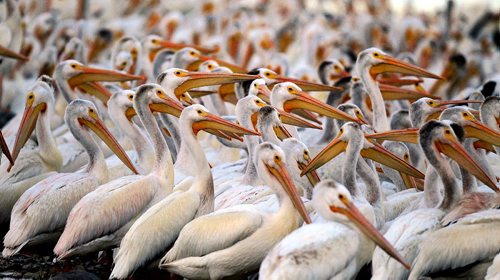 PHIL HOSSACK / WINNIPEG FREE PRESS - FISHERS - A community of hundreds of White Pelicans on the Red River near the Lockport Dam and locks.   September 20, 2016
