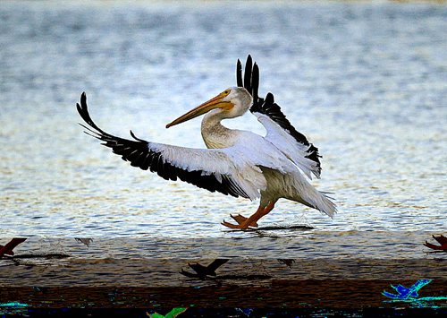 PHIL HOSSACK / WINNIPEG FREE PRESS - FISHERS - A White Pelicans settles on the Red River near the Lockport Dam and locks.   September 20, 2016