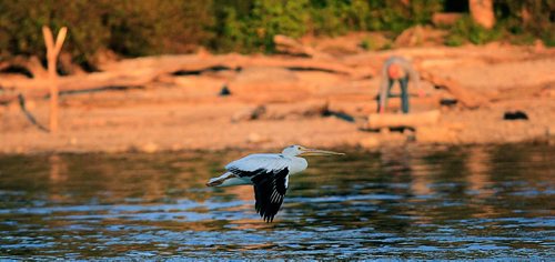 PHIL HOSSACK / WINNIPEG FREE PRESS - FISHERS - Skimming just above the water surface a pelican flys past a lone fisherman on the Red River near the Lockport Dam and locks.   September 20, 2016
