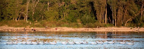 PHIL HOSSACK / WINNIPEG FREE PRESS - FISHERS - End of the season fisher's (human) line the bank of the Red River near the Lockport Dam and locks while a flotilla af Pelicans head out for their evening catch.   September 20, 2016