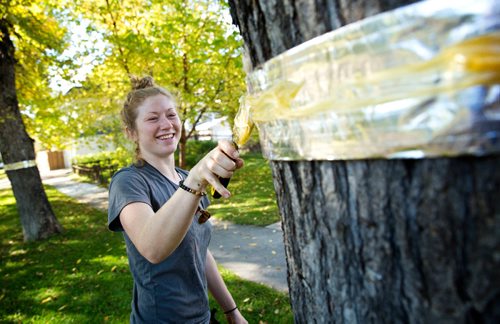 MIKE DEAL / WINNIPEG FREE PRESS
Sarah Thiessen with Tree Band Aid applies tanglefoot to a tree band in Wolseley Thursday morning. The finished band will help reduce cankerworm infestation.
160929 - Thursday, September 29, 2016 - 

