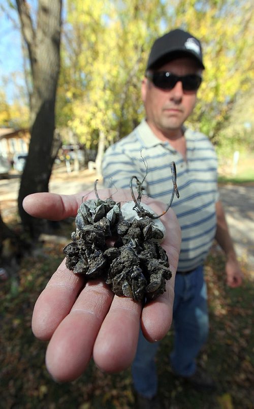 PHIL HOSSACK / WINNIPEG FREE PRESS -  Dave Craigie holds up a handfull of Zebra Mussels scooped up of his waterfront near Beaconia. See Kevin Rollason's story.  September 28, 2016
