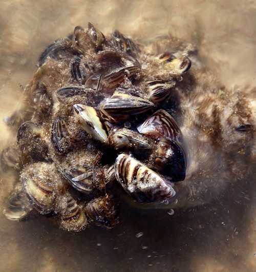 PHIL HOSSACK / WINNIPEG FREE PRESS - Marooned Zebra Mussels drift in the shallows, ripped from their rockey moorings after weekend wind storms along Beaconia's Lake Winnipeg shoreline Thursday. See Kevin Rollason's story.  September 28, 2016