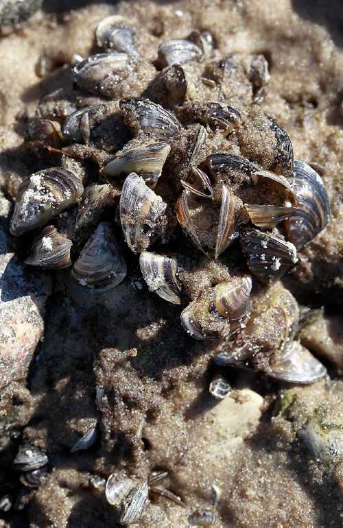 PHIL HOSSACK / WINNIPEG FREE PRESS - Marooned Zebra Mussels emerge from the sand after weekend wind storms along Beaconia's Lake Winnipeg shoreline Thursday. See Kevin Rollason's story.  September 28, 2016