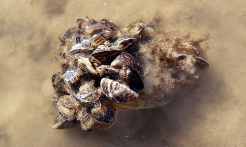 PHIL HOSSACK / WINNIPEG FREE PRESS - Marooned Zebra Mussels drift in the shallows, ripped from their rockey moorings after weekend wind storms along Beaconia's Lake Winnipeg shoreline Thursday. See Kevin Rollason's story.  September 28, 2016