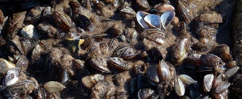 PHIL HOSSACK / WINNIPEG FREE PRESS - Marooned Zebra Mussels drift in the shallows, ripped from their rockey moorings after weekend wind storms along Beaconia's Lake Winnipeg shoreline Thursday. See Kevin Rollason's story.  September 28, 2016