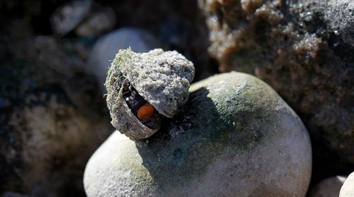 PHIL HOSSACK / WINNIPEG FREE PRESS -  A Marooned Zebra Mussel clings to a stone along Beaconia's Lake Winnipeg shoreline Thursday. See Kevin Rollason's story.  September 28, 2016