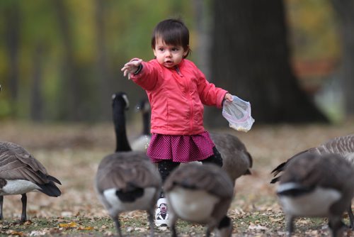 RUTH BONNEVILLE / WINNIPEG FREE PRESS

Jasmine Ardala (11/2yrs) feeds cracked corn to geese in St. Vital Park while with her family Saturday.  

October 1st, 2016

